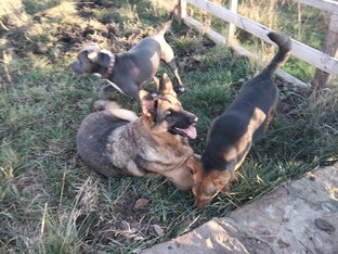 Сельский приют Людмилы Ч.