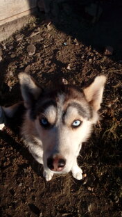 Забавные животные 