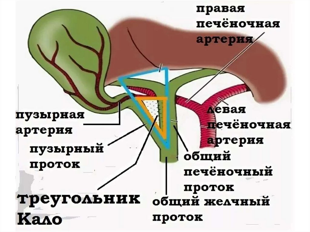 Где находится путях. Кровоснабжение желчного пузыря анатомия. Печеночно пузырный треугольник. Кровоснабжение желчного пузыря и протоков. Желчный пузырь треугольник Кало.