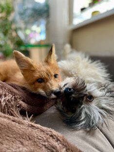 мои лисы | собаки 