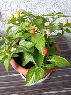 Моё чудо-острый перчик.