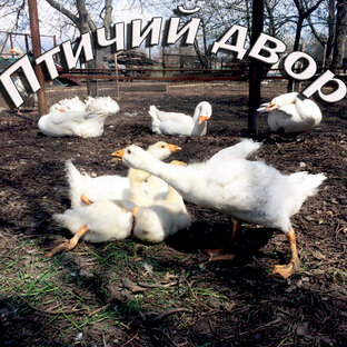 Птицеводство