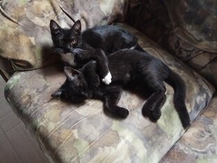 О котиках и собачках