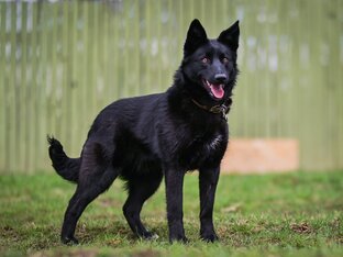 Собачки / щенки ищут дом!