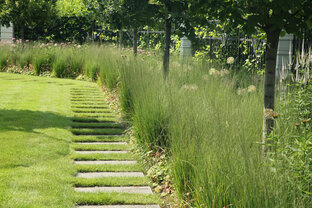 Злаки и злакоподобные