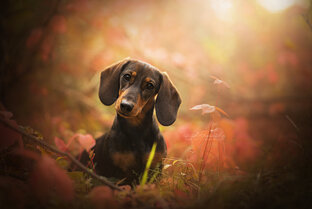 Природа и животные. Философия на природе.