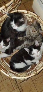 Животные 🐕🐓🐣🐈🐈‍⬛