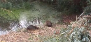 Короткие видео. 