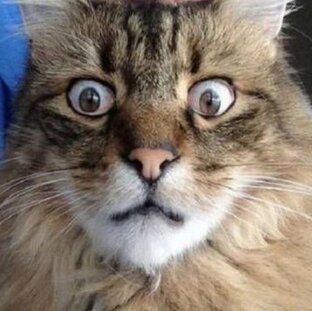 МЕМЫ НА ЛЮБОЙ ВКУС