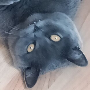 Приключения Шельмы 