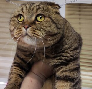 Любимые коты Савелий и Стивен