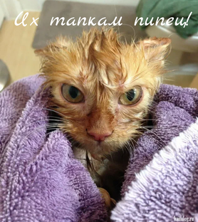 МемКот 