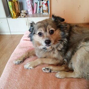 МОИ РАССКАЗЫ О ЖИВОТНЫХ