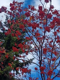 Теплица, овощи, цветы, ягодники