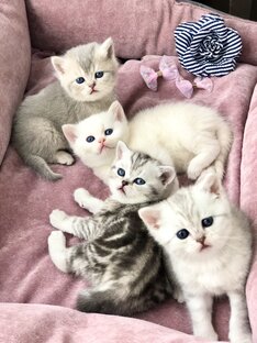 Котята кошки Кайли