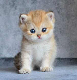 В ожидании Генеральной Ассамблеи WCF и после нее