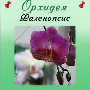 Орхидея Фаленопсис. Уход и содержание