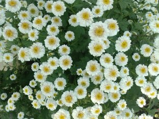 Ромашки