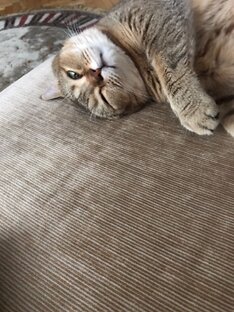 Наш кот 