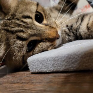 Спасение кота Аркаши