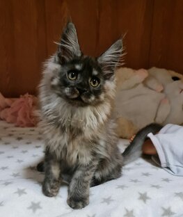 Котята для вас