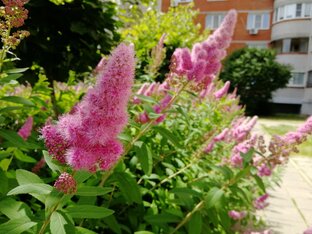 Жизнь в цвете