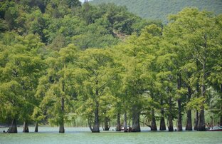 Кипарисовое озеро