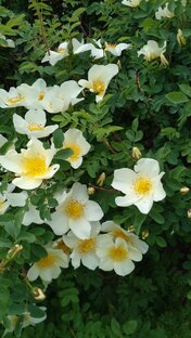 Красивые цветы🌺