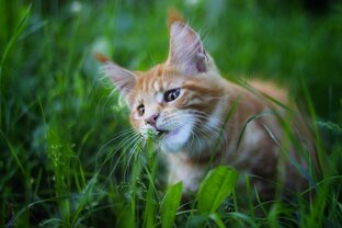 Наше кошачье царство😍