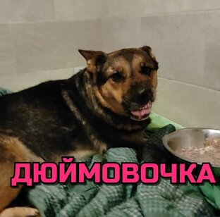 ДЮЙМОВОЧКА - 2 вывиха после ДТП, на обеих левых лапах 