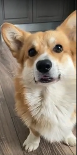 Корги-трюки