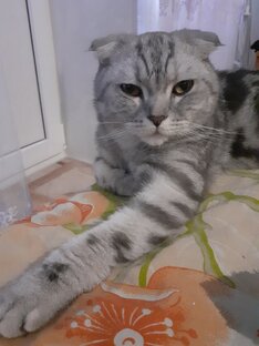  Кот Ричард