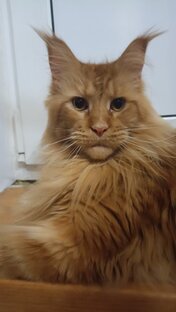 Мейн-кун Арчибальд