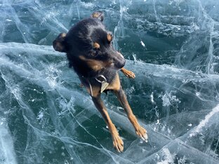 СМЕШНЫЕ  СОБАКИ