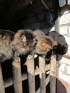 Наши домашние животные.