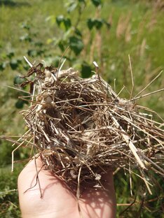 О живучих, ползучих, прыгающих, хвостатых и полосатых)