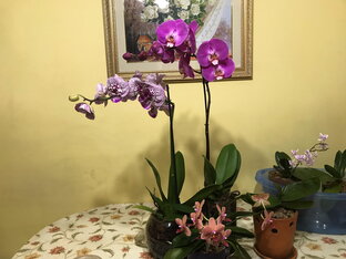 Шикарные Орхидеи 