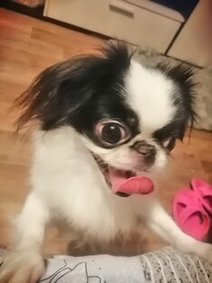 История маленькой Туси