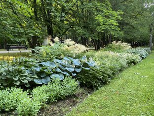 Цветы в тени