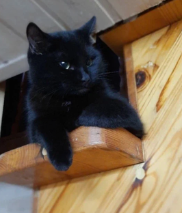 Жизнь кота Василия