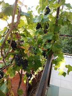 А тут исполнение моей мечты. 