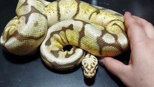 🐍 Змеи