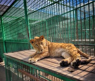 Звериные истории из Большеречья и других зоопарков