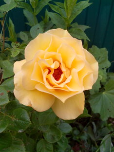 посадка-пересадка  