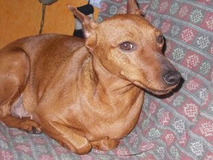 О породе цвергпинчер