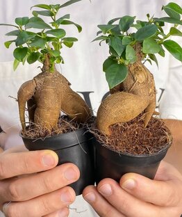 Экзотические, необычные и редкие растения