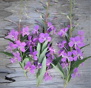 🌿Иван-чай🌿