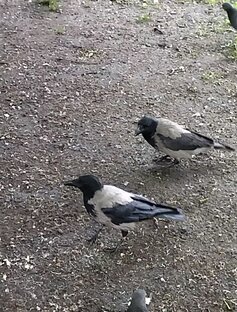 умненькие вороны :)