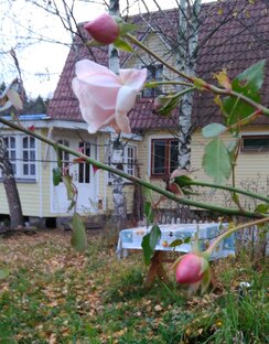 Дачные истории