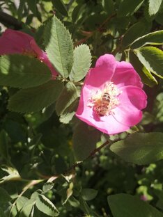 Пчелы Анд Рос